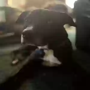 adoptable Dog in San Dimas, CA named Spike