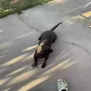 adoptable Dog in Moravia, NY named Frank