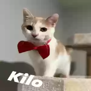 adoptable Cat in Springfield, MO named Kilo