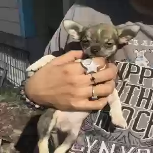 adoptable Dog in Parkton, NC named No name