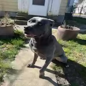 adoptable Dog in Hampton, NJ named Harlem