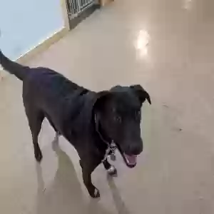 adoptable Dog in Milaca, MN named Nezer