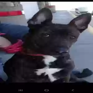 adoptable Dog in Rexburg, ID named Reyka