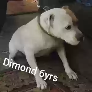 adoptable Dog in Pinson, AL named Dimond