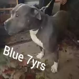 adoptable Dog in Pinson, AL named Blue