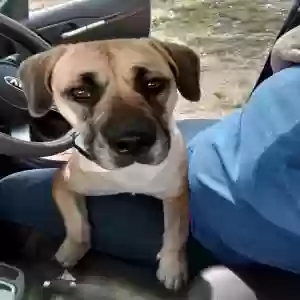 adoptable Dog in Opelika, AL named Oakley