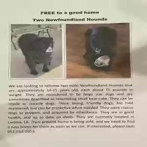 adoptable Dog in Livonia, LA named Tony and Tyler