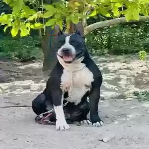 adoptable Dog in Miami, FL named Yanco