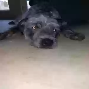 adoptable Dog in Los Angeles, CA named Tula
