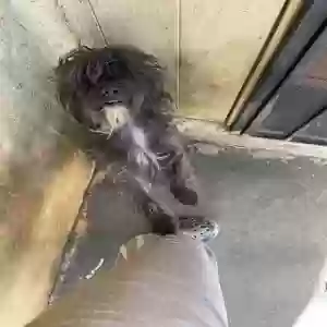 adoptable Dog in Stockton, CA named Coco