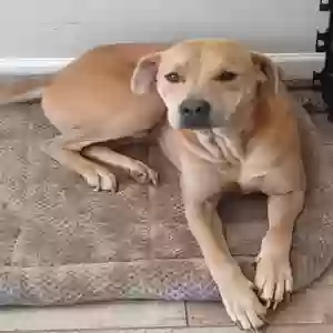 adoptable Dog in Bethlehem, GA named Boss