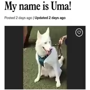 adoptable Dog in Bradenton, FL named UMA