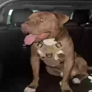 adoptable Dog in Zephyrhills, FL named Duke
