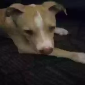 adoptable Dog in Columbus, GA named Simba