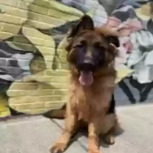 adoptable Dog in Norfolk, VA named Sellen