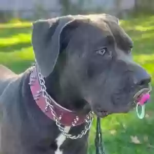 adoptable Dog in Newark, NJ named Saige
