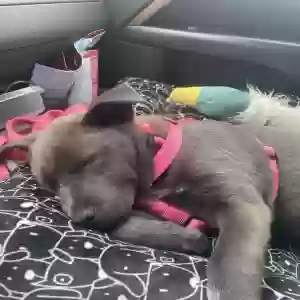 adoptable Dog in Cumming, GA named Phoebe