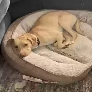 adoptable Dog in Mount Juliet, TN named Riya