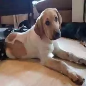 adoptable Dog in Mount Vernon, MO named Dolly
