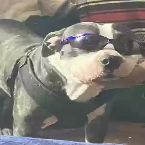 adoptable Dog in Tulsa, OK named Bouser
