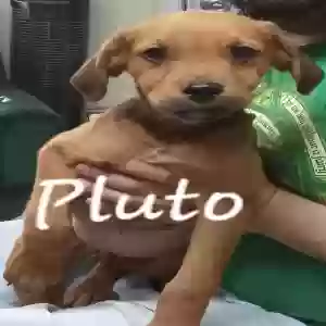 adoptable Dog in Plant City, FL named Pluto