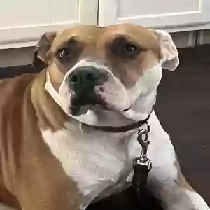 adoptable Dog in Orlando, FL named Bella