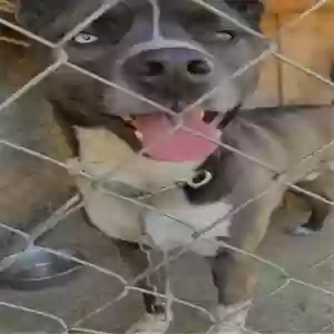 adoptable Dog in Smyrna, TN named Charlie