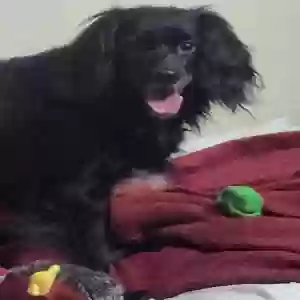 adoptable Dog in Morgan City, LA named ATHENA