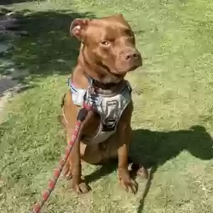 adoptable Dog in Atlanta, GA named Chase