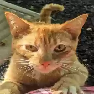 adoptable Cat in Alabaster, AL named Sunflower