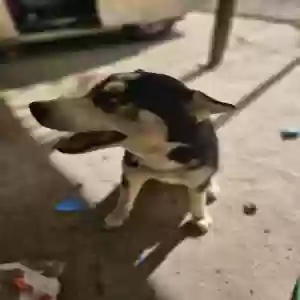 adoptable Dog in Diboll, TX named ATHENA