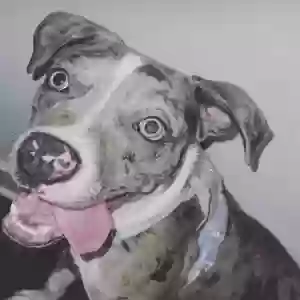 adoptable Dog in Atlanta, GA named Amour
