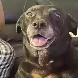 adoptable Dog in Hollywood, FL named Misty