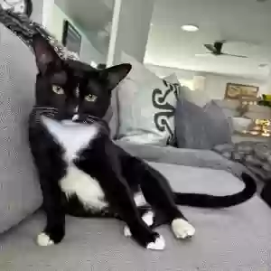 adoptable Cat in Los Angeles, CA named Bjorn