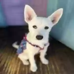 adoptable Dog in Los Angeles, CA named Blanca