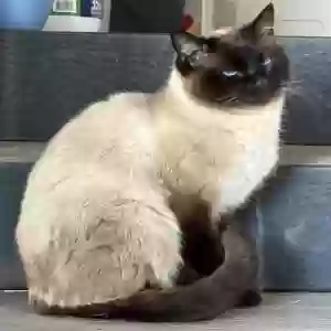 adoptable Cat in Eden, UT named We call her Sia