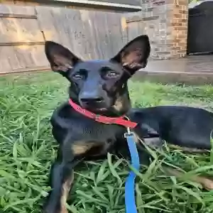 adoptable Dog in Cypress, TX named Bauer