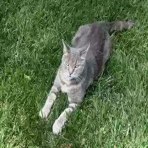 lost male cat cincin