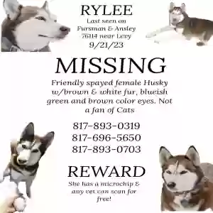 lost female dog rylee