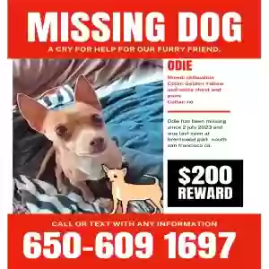 lost male dog odie