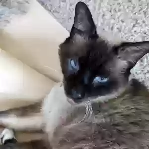 lost male cat momo
