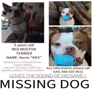 lost male dog kevin