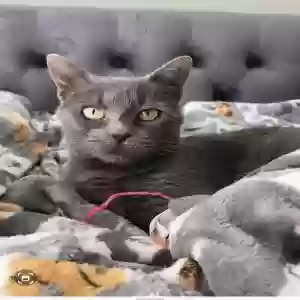 lost female cat sensei