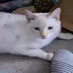 lost female cat stalphie