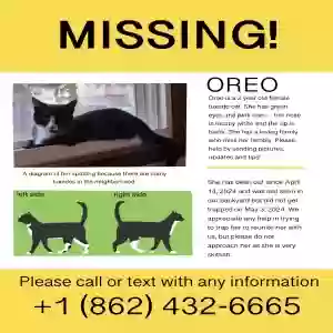 lost female cat oreo