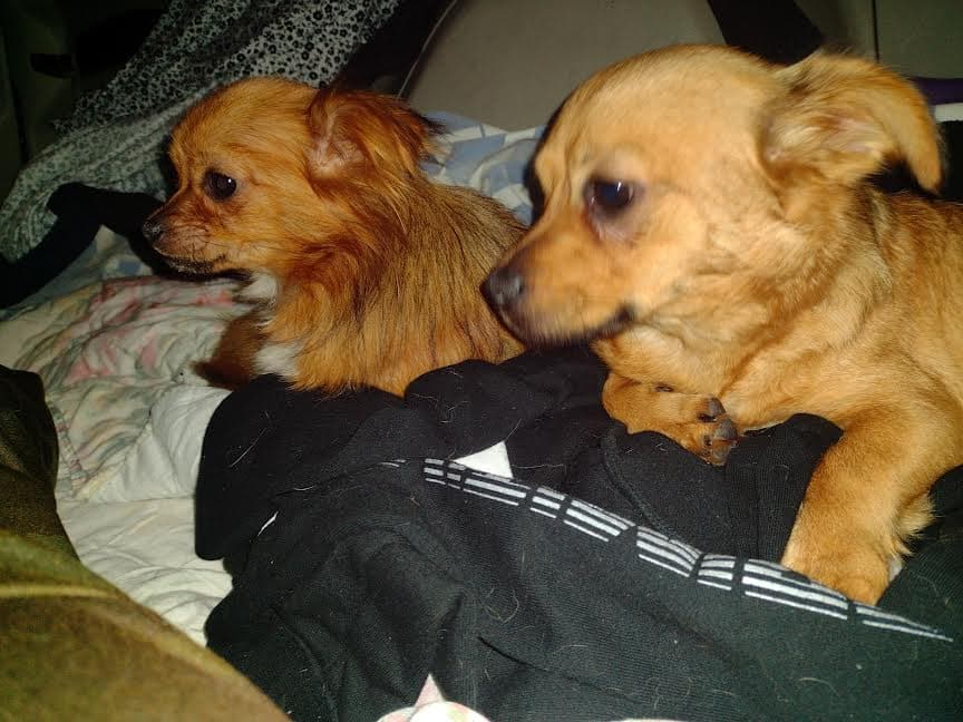Mini & Lola, back home in California