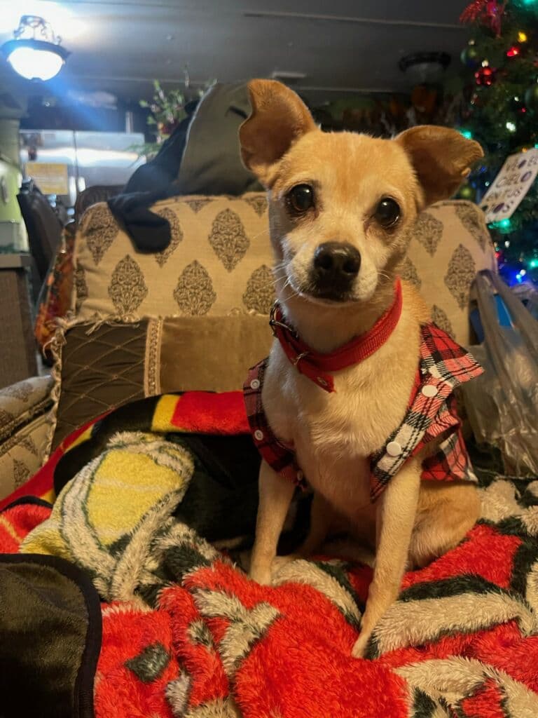 Coco, back home in Arizona