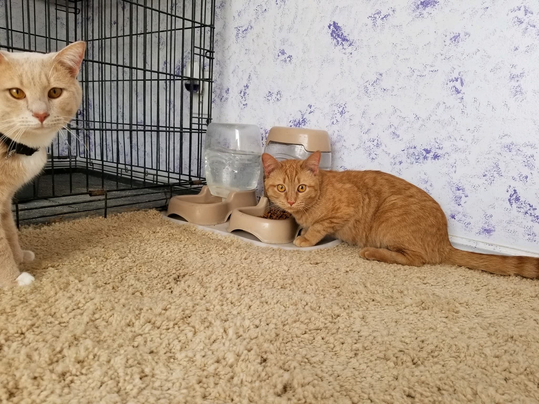Leo, back home in West jordan UT