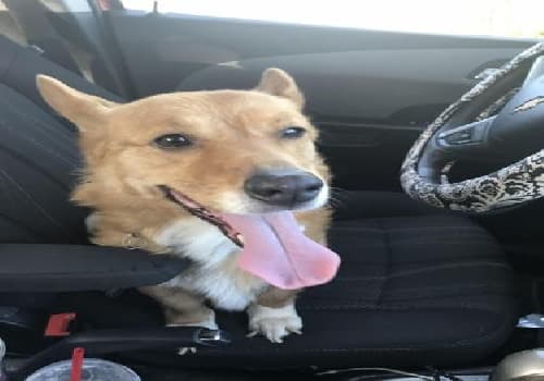 Tommy, back home in South Carolina