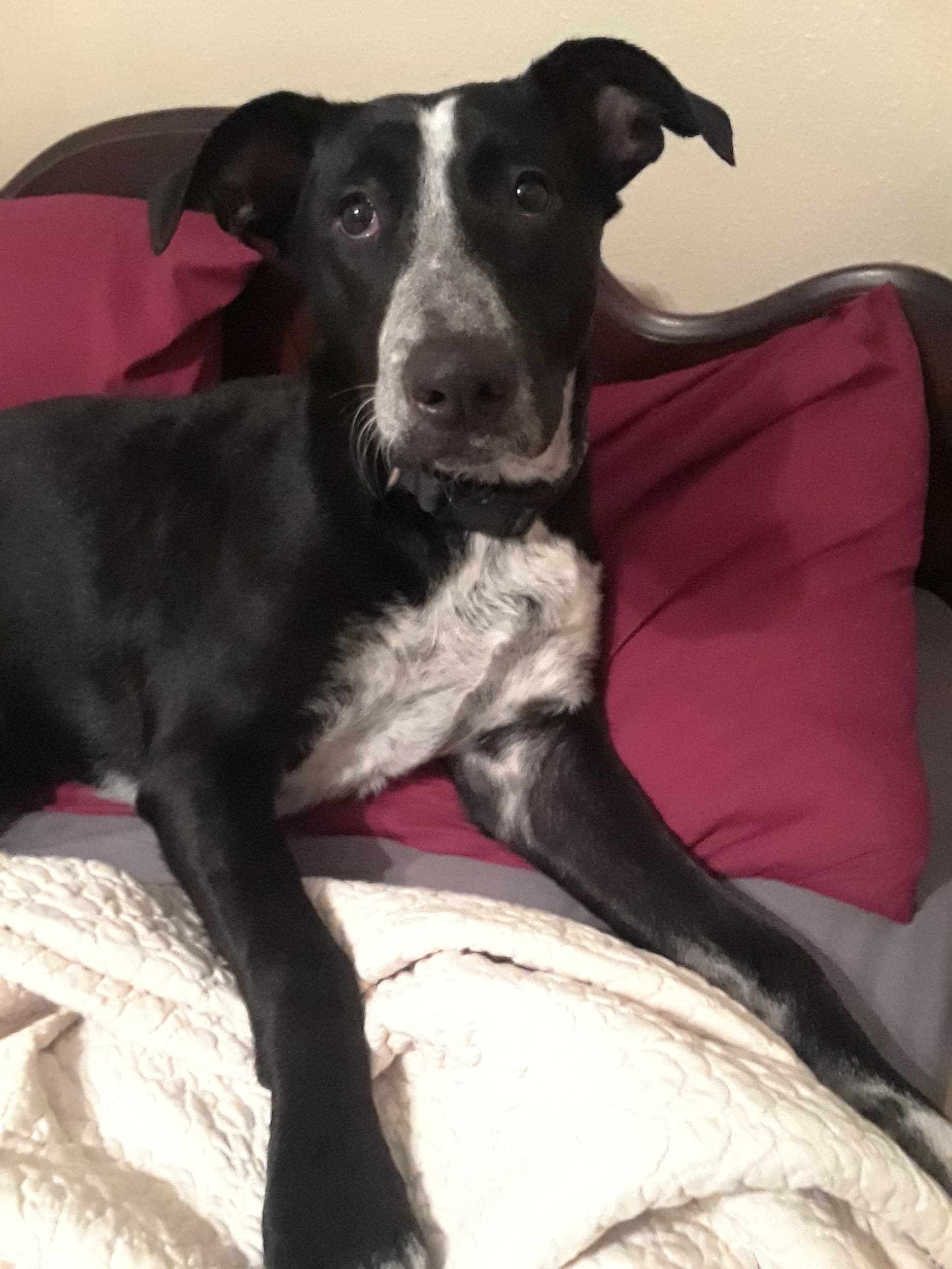Kira, back home in Texas